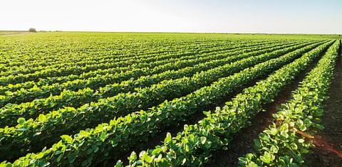 Vultus introduces new service for more effective disease control in potato crops