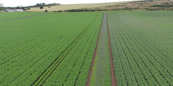 Green Headlands around potato fields boost soil health and fertility