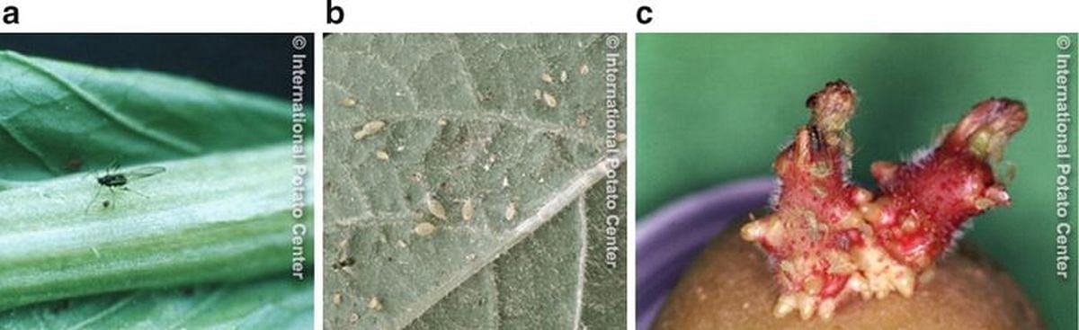 Winged green peach aphid start infestations on potato (a), wingless green peach aphids start colonies under the leaf (b), aphid colonies on potato tuber sprouts in stores (c), where they transmit viruses to seed potatoes. (Courtesy: CIP)
