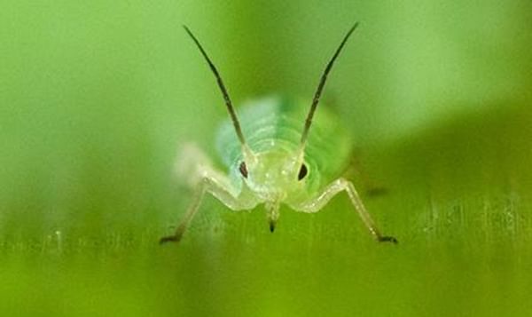 Close-up of greenbug aphid, Schizaphis graminum, showing the piercing-sucking mouthparts it uses to feed and inject virus into plants. 