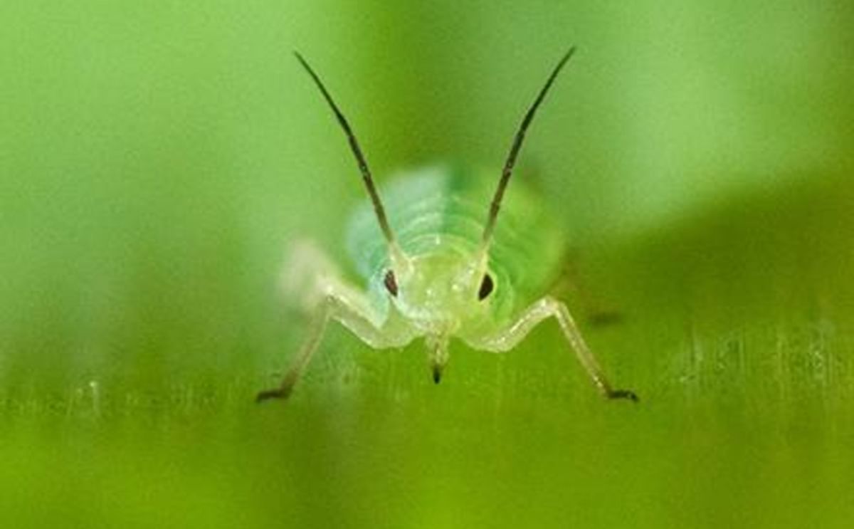Close-up of greenbug aphid, Schizaphis graminum, showing the piercing-sucking mouthparts it uses to feed and inject virus into plants.