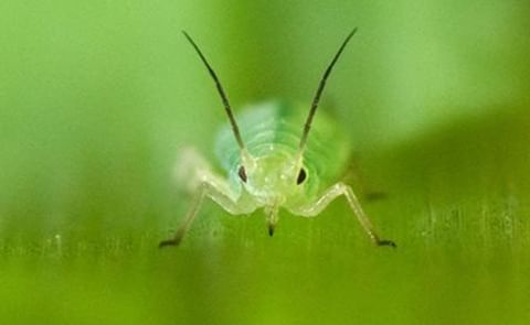Close-up of greenbug aphid, Schizaphis graminum, showing the piercing-sucking mouthparts it uses to feed and inject virus into plants. Close-up of greenbug aphid, Schizaphis graminum, showing the piercing-sucking mouthparts it uses to feed and inject virus into plants.