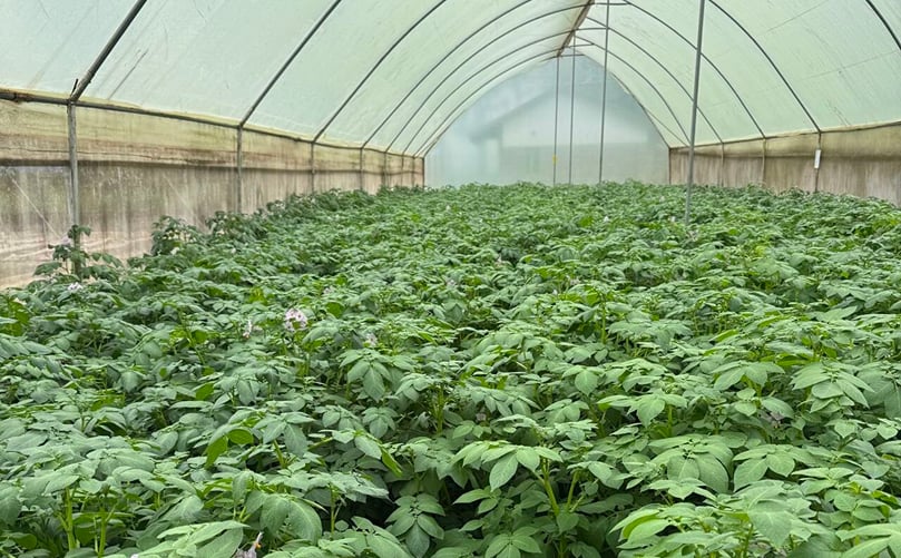 Healthy potato plants growing in a greenhouse at KALRO’s research site in Kenya, part of trials for resilient late blight–resistant varieties. Healthy potato plants growing in a greenhouse at KALRO’s research site in Kenya, part of trials for resilient late blight–resistant varieties.