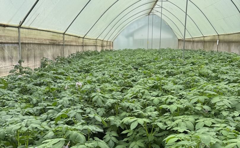 Healthy potato plants growing in a greenhouse at KALRO’s research site in Kenya, part of trials for resilient late blight–resistant varieties.