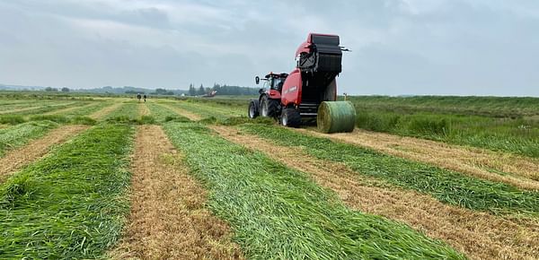 Researchers from Aarhus University are comparing greenhouse gas emissions from a conventional potato crop rotation on drained peat soil with the cultivation of reed canary grass for biomass production on undrained or poorly drained peat soil.