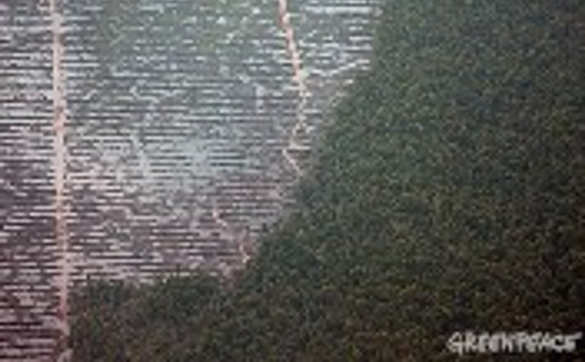 Palm oil plantage next to rainforest Palm oil plantage next to rainforest