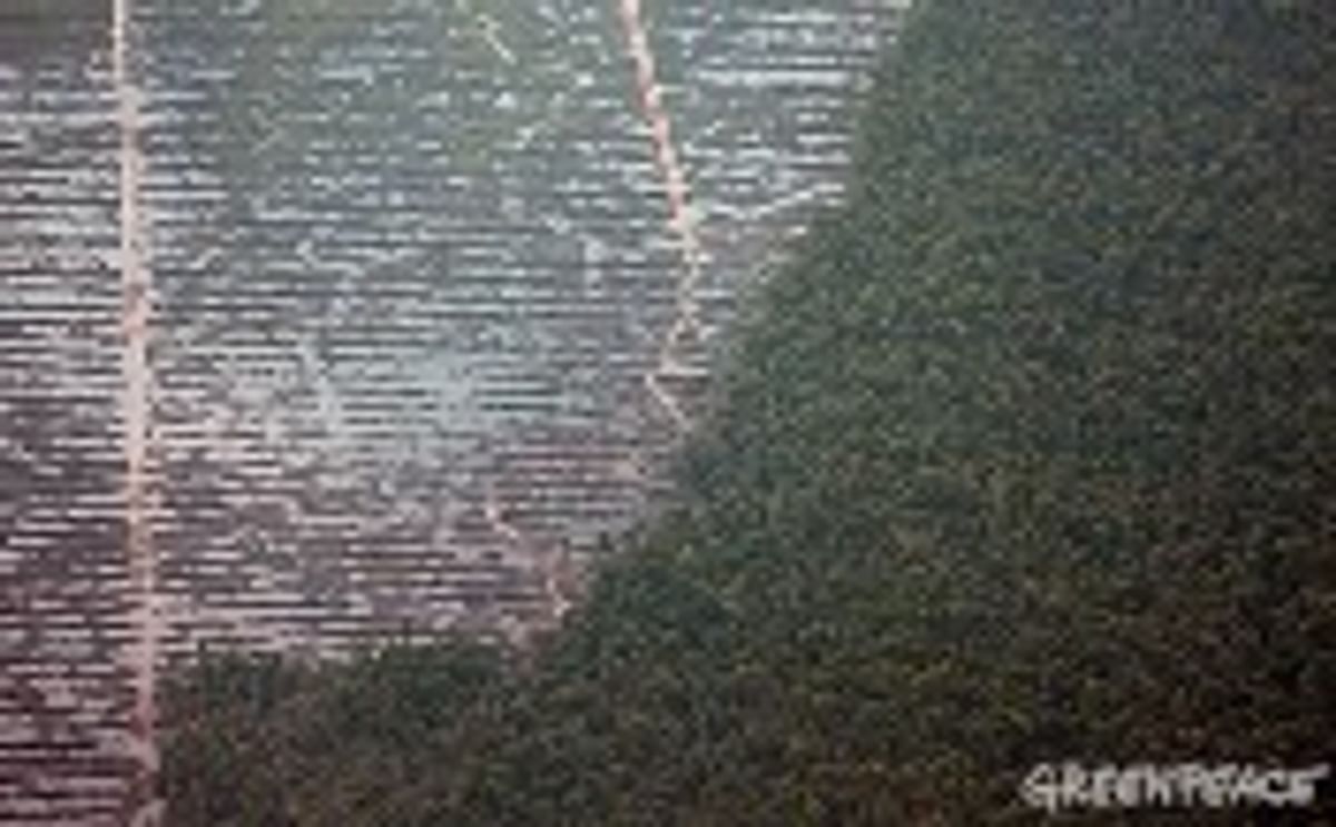 Greenpeace: Palm oil production may trigger climate bomb