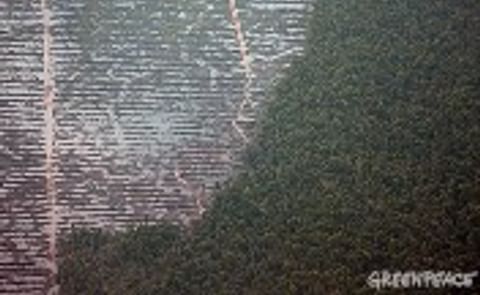 Greenpeace: Palm oil production may trigger climate bomb Greenpeace: Palm oil production may trigger climate bomb