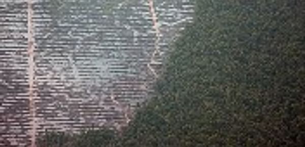  Palm oil plantage next to rainforest