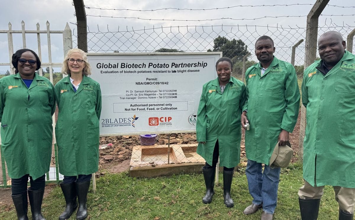 Scientists and collaborators at KALRO’s potato biotech trial site in Kenya, advancing the Global Biotech Potato Partnership toward final approval.