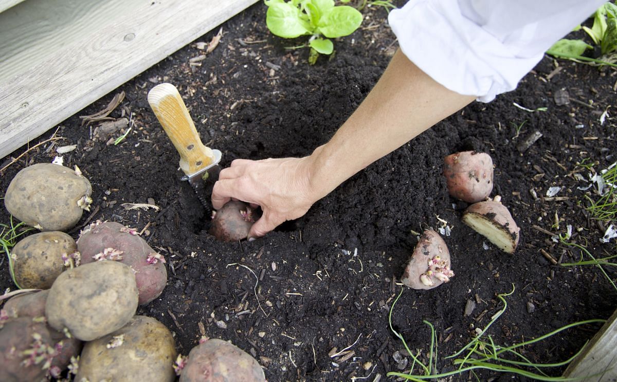 Potatoes grown at home using simple, low-cost methods—mirroring new techniques by Russian researchers amid shortages Potatoes grown at home using simple, low-cost methods—mirroring new techniques by Russian researchers amid shortages