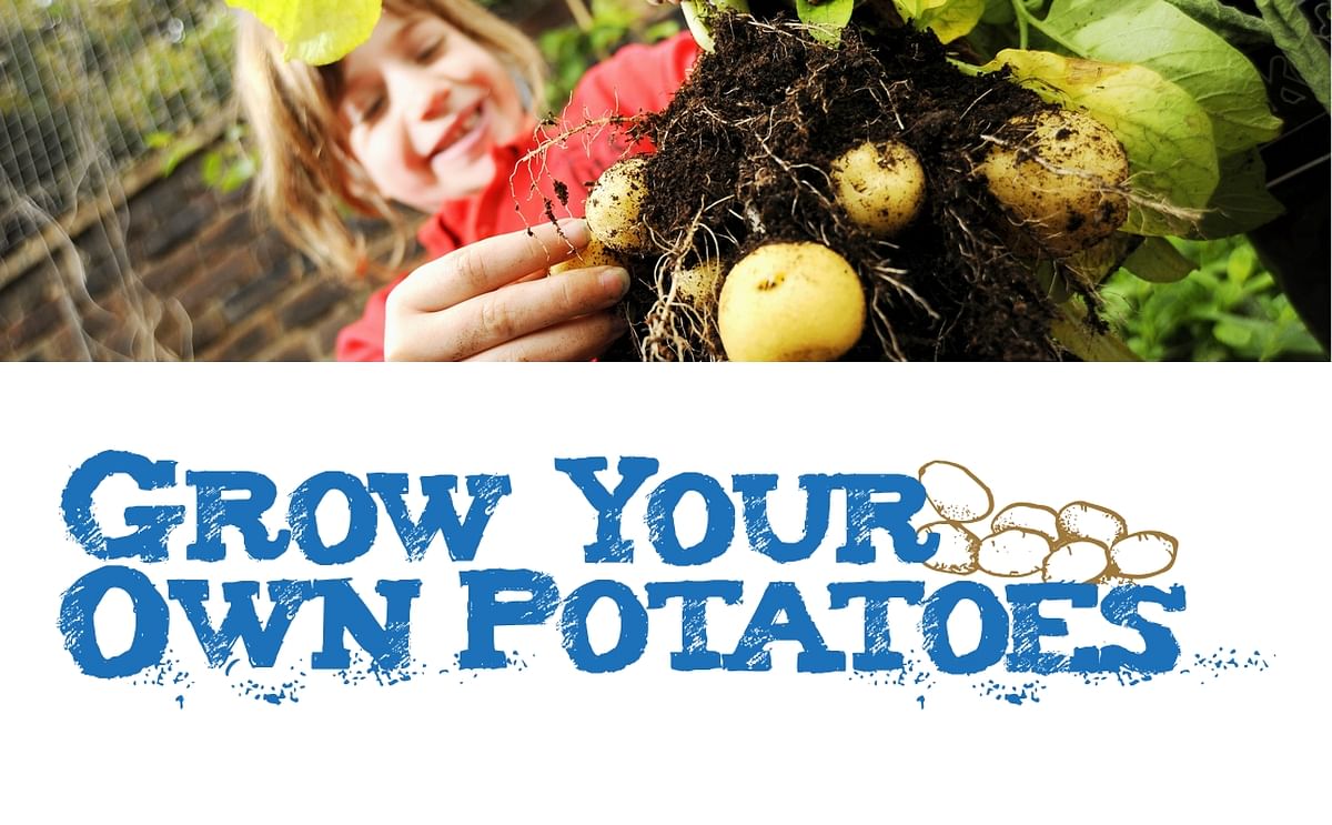 Grow your own potatoes
