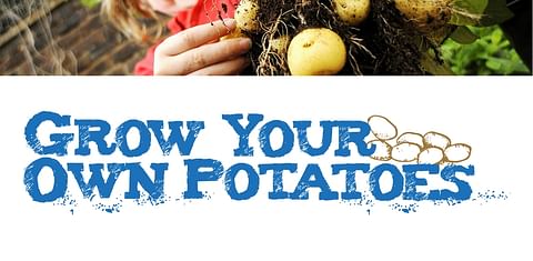 School project: Grow your own potatoes