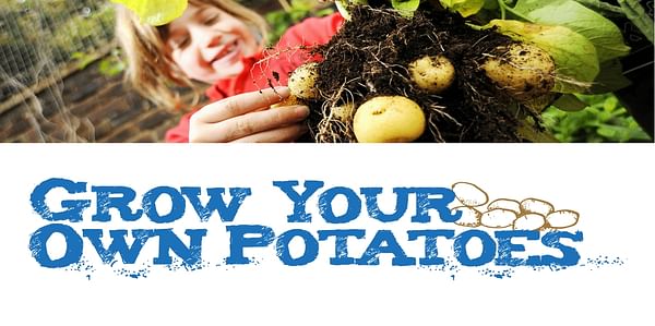 School project: Grow your own potatoes