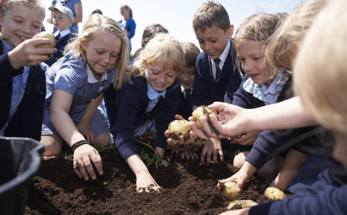 Continued success for UK school Potato Project