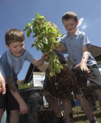 Grow your own potatoes:
the harvest Grow your own potatoes:
the harvest