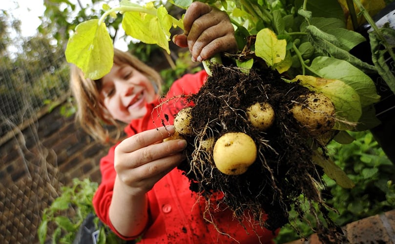 The Grow Your Own Potatoes programme teaches children valuable skills in food growing and nutrition