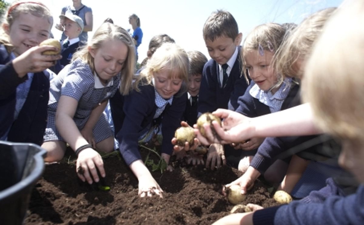 Continued success for UK school Potato Project