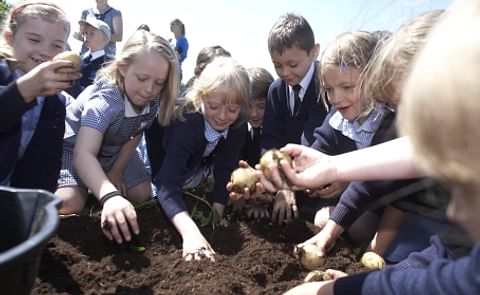 Continued success for UK school Potato Project Continued success for UK school Potato Project