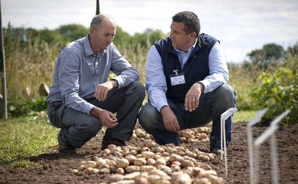 Seed potato exports from GB outstrip previous levels once more Seed potato exports from GB outstrip previous levels once more