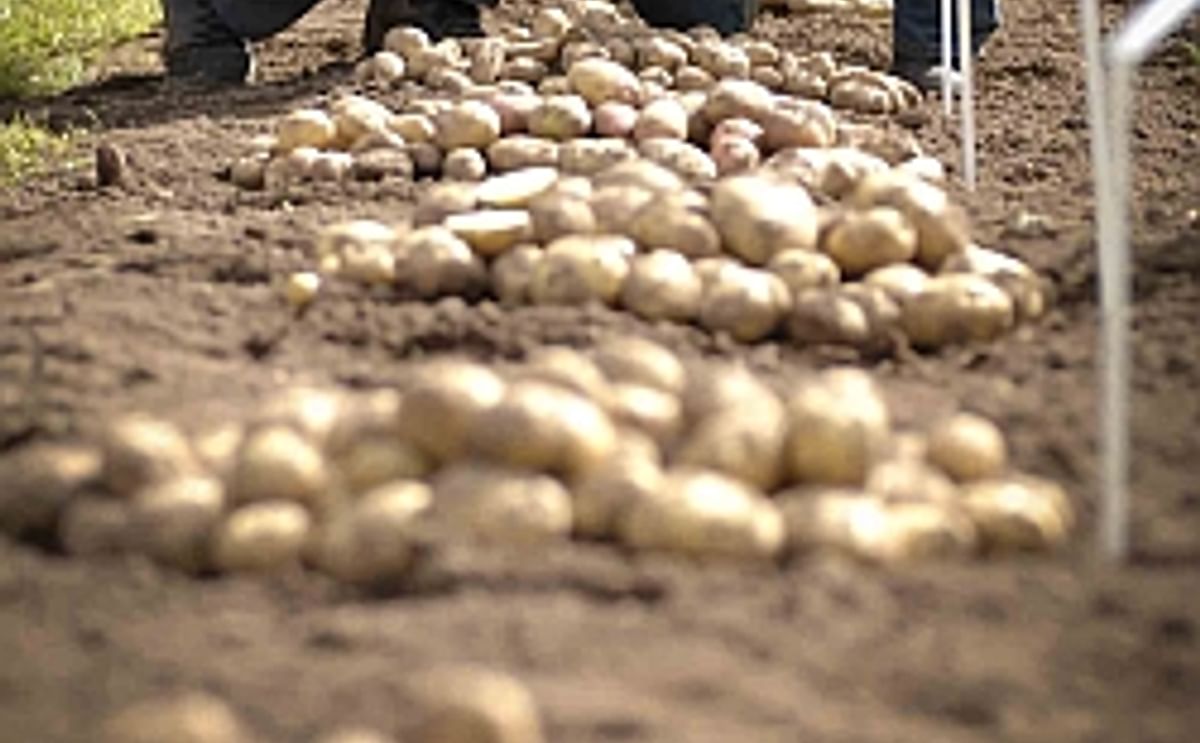 Seed potato exports from GB outstrip previous levels once more