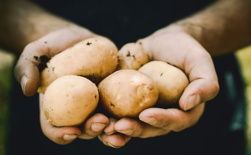 Growing the Next Generation of Potatoes 