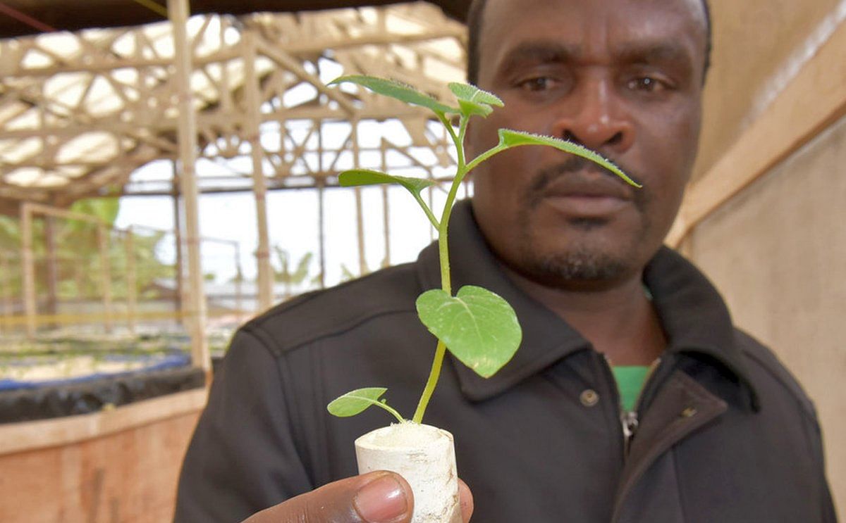 The Rwandan entrepreneur Apollinaire Karegeya is growing potatoes without soil and with little water.
