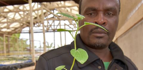 Rwandan entrepreneur Apollinaire Karegeya is growing potatoes without soil and with little water.