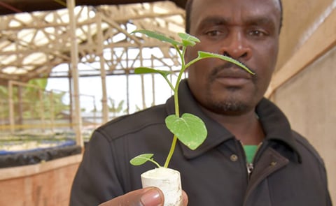 The Rwandan entrepreneur Apollinaire Karegeya is growing potatoes without soil and with little water.
The Rwandan entrepreneur Apollinaire Karegeya is growing potatoes without soil and with little water.