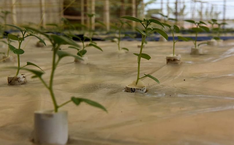 Aeroponic agriculture could be the key to increasing food production sustainably in Rwanda