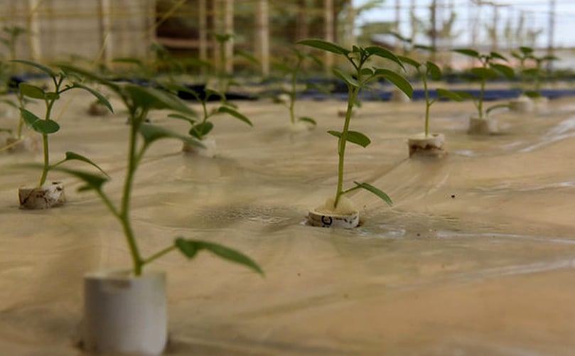 Aeroponic agriculture could be the key to increasing food production sustainably in Rwanda Aeroponic agriculture could be the key to increasing food production sustainably in Rwanda