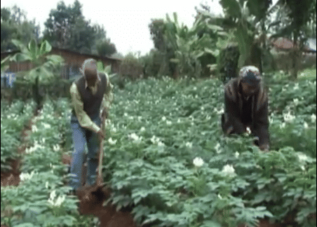 Growing seed potatoes in Kenya, using aeroponics (18 minutes video) Growing seed potatoes in Kenya, using aeroponics (18 minutes video)