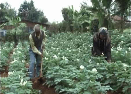 Growing seed potatoes in Kenya, using aeroponics (18 minutes video)  