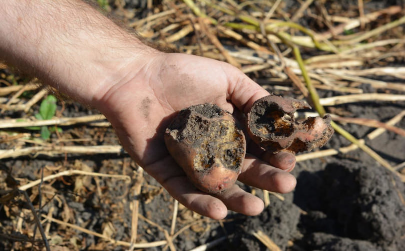 Potato Tuber Damaged by White Grub Feeding