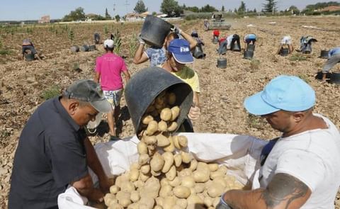 Los grupos de temporeros se verán reducidos por el coronavirus. Los grupos de temporeros se verán reducidos por el coronavirus.