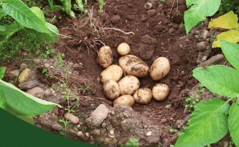Guía de cultivo de la patata para fresco en Asturias (España) Guía de cultivo de la patata para fresco en Asturias (España)
