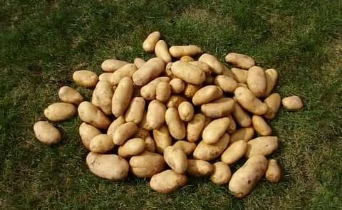 Guatemala: Pepsico y Fundap promueven el desarrollo de comunidades agrícolas Guatemala: Pepsico y Fundap promueven el desarrollo de comunidades agrícolas