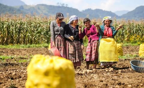 Guatemala's potato production has seen great progress in recent years, in part as a result of increased import of high quality seed potatoes. Guatemala's potato production has seen great progress in recent years, in part as a result of increased import of high quality seed potatoes.