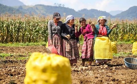 Guatemala's potato production has seen great progress in recent years, in part as a result of increased import of high quality seed potatoes.