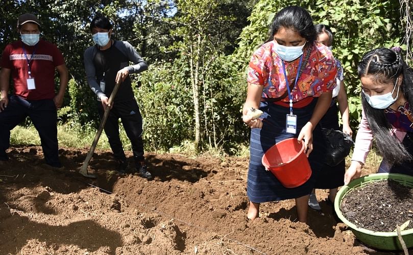 Familias completas se dedican a cultivar papa en las faldas del volcán Siete Orejas.