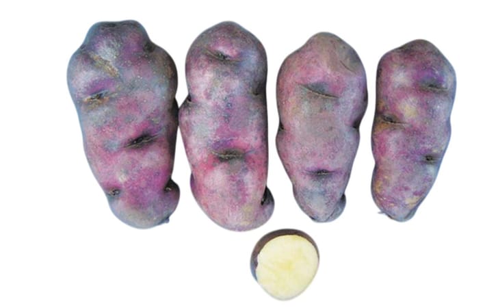 GUINDO CAMOTILLO GUINDO CAMOTILLO