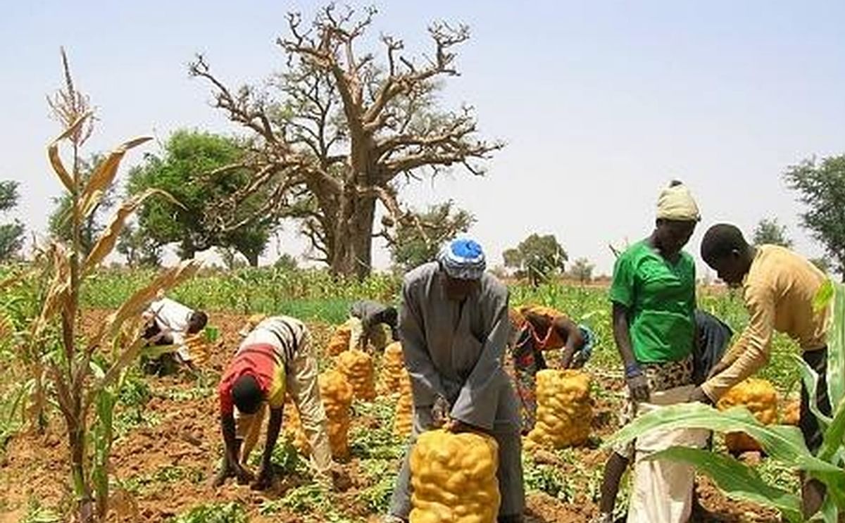 Production of potato in Guinea (courtesy: AfricaTime)