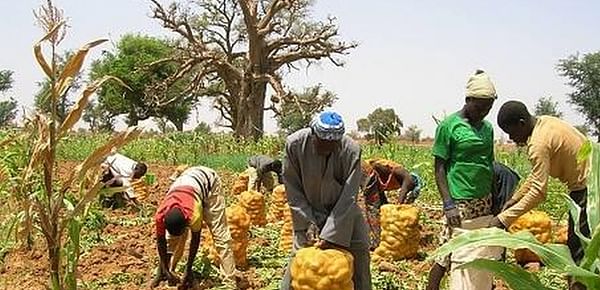 The highlands of Fouta Djallon - Guinea&#039;s potato basket