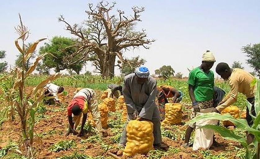 Production of potato in Guinea (courtesy: AfricaTime)