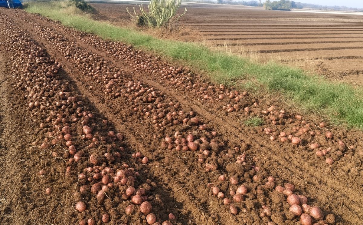 Deesa, Gujarat: not enough potato storage space Deesa, Gujarat: not enough potato storage space