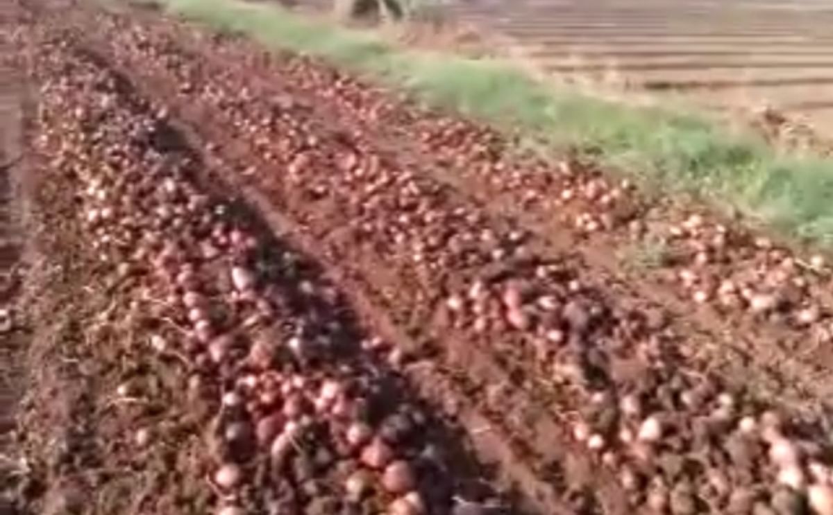 Deesa, Gujarat: not enough potato storage space Deesa, Gujarat: not enough potato storage space