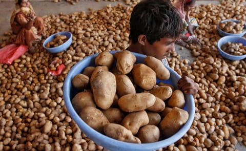 Pepsico India is under pressure to drop its lawsuits against potato farmers in Gujarat for growing its potato variety FL 2027/FCS without permission Pepsico India is under pressure to drop its lawsuits against potato farmers in Gujarat for growing its potato variety FL 2027/FCS without permission