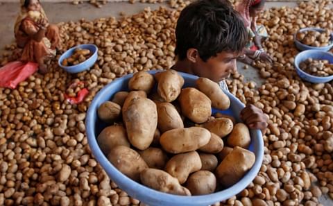 Pepsico India is under pressure to drop its lawsuits against potato farmers in Gujarat for growing its potato variety FL 2027/FCS without permission Pepsico India is under pressure to drop its lawsuits against potato farmers in Gujarat for growing its potato variety FL 2027/FCS without permission