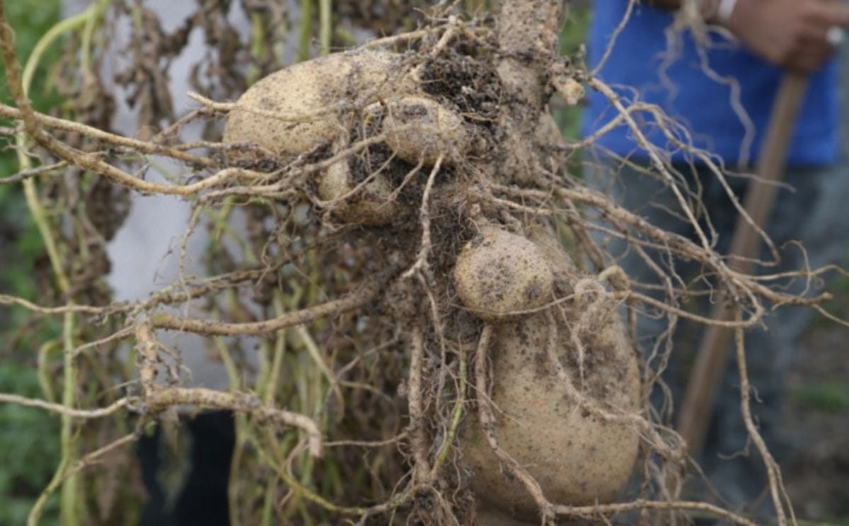 The results of the Irish Potato Trial in Guyana after 8 weeks.