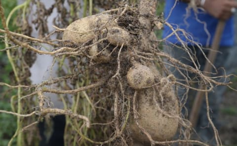 The results of the Irish Potato Trial in Guyana after 8 weeks. The results of the Irish Potato Trial in Guyana after 8 weeks.